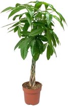 Arbre à billets Pachira Aquatica 80cm ↑ Pot Ø21cm