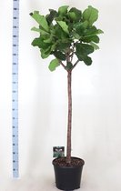 Ficus Lyrata "Tabaksplant" Rechte Stam 200cm↑ Potmaat Ø35cm