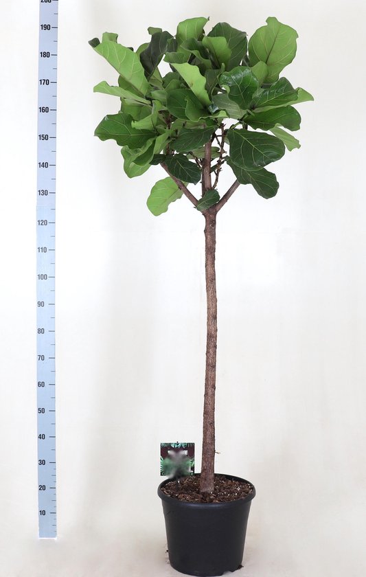 Ficus Lyrata &quot;Tabaksplant&quot; Rechte Stam 200cm↑ Potmaat Ø35cm