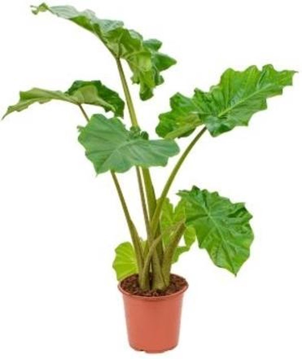 Alocasia Portadora Olifantsoorplant 85cm↑ Potmaat Ø21cm Kamerplant