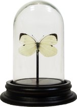 Opgezette vlinder in glazen stolp - Pieris brassicae