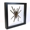Opgezet spin in dubbelglas lijst - Haplopelma minax