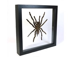 Opgezet spin in dubbelglas lijst - Haplopelma minax