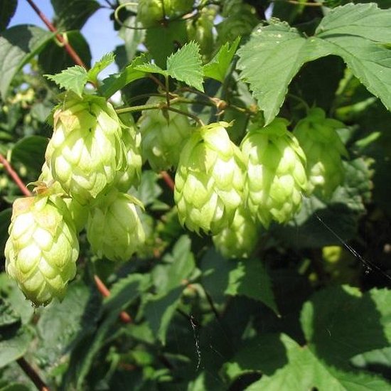 Foto: Hop humulus lupulus meerjarig klimplant en winterharde tuinplanten zeer snelle groeier met hopbellen in de zomer hop in ook het ingredi nt om bier te brouwen 1 5 liter pot