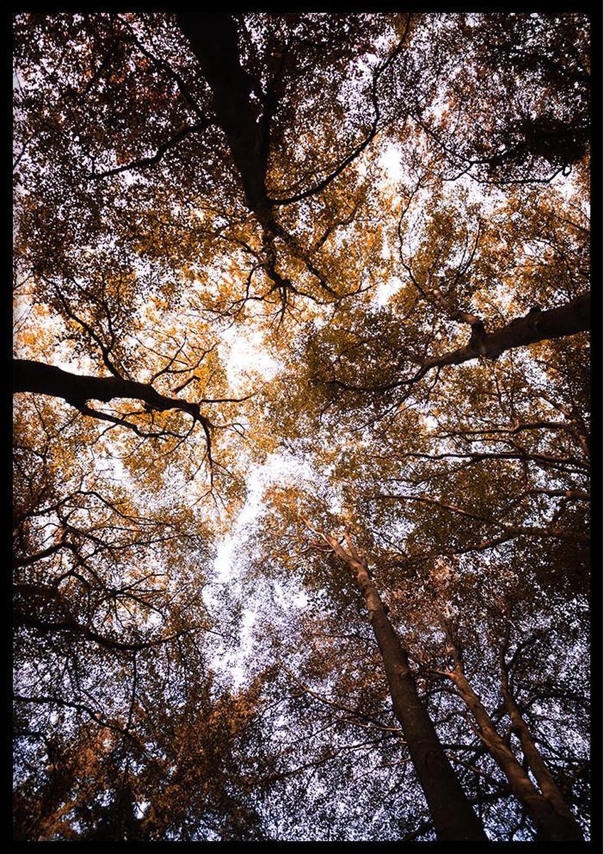 Poster Bladerdak - 50x70cm - Bos en Natuur Poster