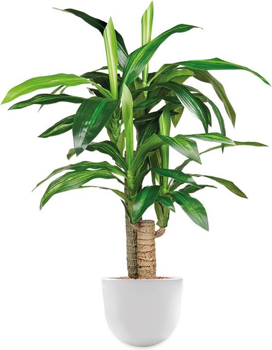 HTT - Kunstplant Dracaena Fragans in Eggy wit H100 cm