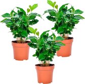 Koffieplanten Coffea Arabica Nana - Set van 3 - ↑ 25-30cm - Ø 12cm