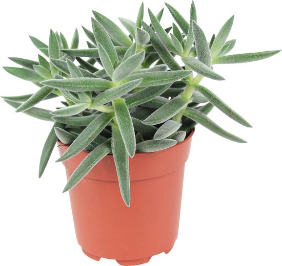 Crassula tenelli - Plante succulente - Feuille épaisse ↑ 15-20cm - Ø 10,5cm  | bol.com