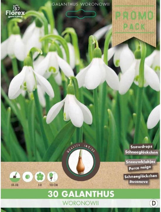 Grootverpakking Sneeuwklokjes Galanthus Woronowii 5/6 30 stuks
