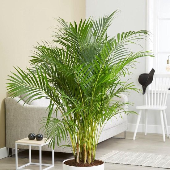 Areca Dypsis Lutescens palm 160cm↑ Potmaat Ø27cm Kamerplant
