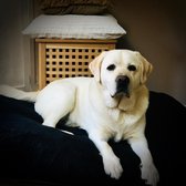 Mijn Bikkel The Home Collection – The Original – Honden hoeslaken – ‘The Cotton Terry’ badstof zwart voor hondenkussen– Small – 50 x 70 cm