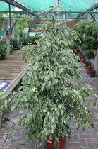 Gardenmarketplace Kamerplanten Ficus Benjamina Variegata, Witbont, 120 tot 150 cm