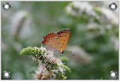 Tuinposter –Oranje Vlinder– 150x100 Foto op Tuinposter (wanddecoratie voor buiten en binnen)