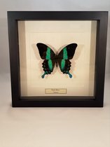 Opgezette vlinder in lijst, Papilio blumei
