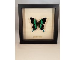 vlinder in kader, Morpho Helenor