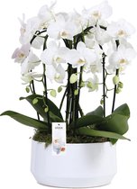 Orchidee Daimond Cascade