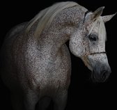 Fotobehang Paard XXL – posterbehang – behang wit paard - 368 x 254 cm