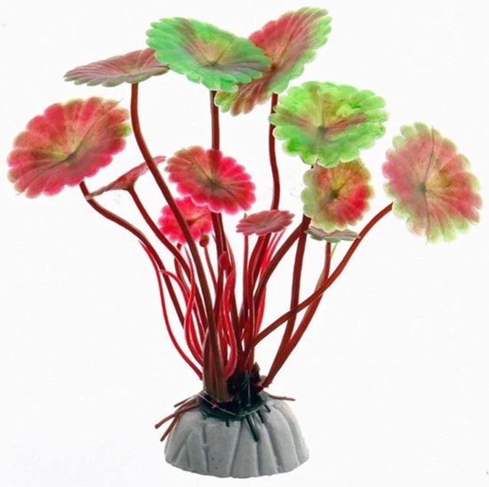 Eleocharis parvula - Aquariumpflanzen günstig online kaufen