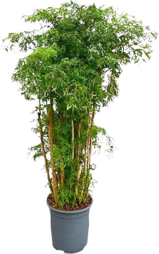 Foto: Aralia binnen plant vertakte variant polyscias ming 140 cm hoog veilige kamerplant voor huisdieren