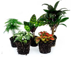 Terrariumplantenpakket Lancifolia - 5 planten - Palm - Calathea Lancifolia - Asperges - 2x Fittonia