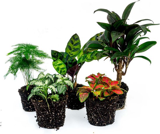 Terrariumplantenpakket Lancifolia - 5 planten - Palm - Calathea Lancifolia - Asperges - 2x Fittonia