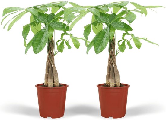Set van 2 Pachira Aquatica (Geldboom) – Ø14 cm – Hoogte 50 cm – Luchtzuiverend & Onderhoudsvriendelijk – Groen Geluk voor Thuis & Kantoor-kamer-decoratie -kamerplanten-luchtzuiverend