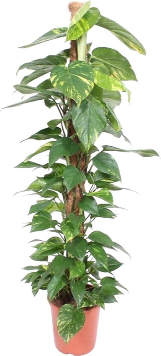 Groene klimplant voor binnen Devil's Ivy (Epipremnum Aureum mosstok) 1.5 meter hoog ø27