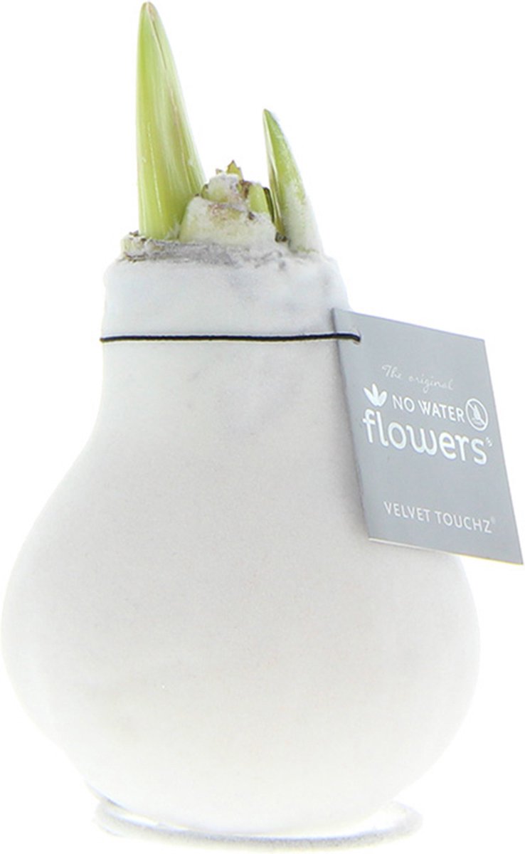Bloomique - Amaryllis Bol in Wax - Witte Fluwele Coating - Bloembol - No Water Flowers - Kerstversiering - Hoogte 15-25 cm bij Levering - Groeit tot 40-60 cm - 10 cm diameter