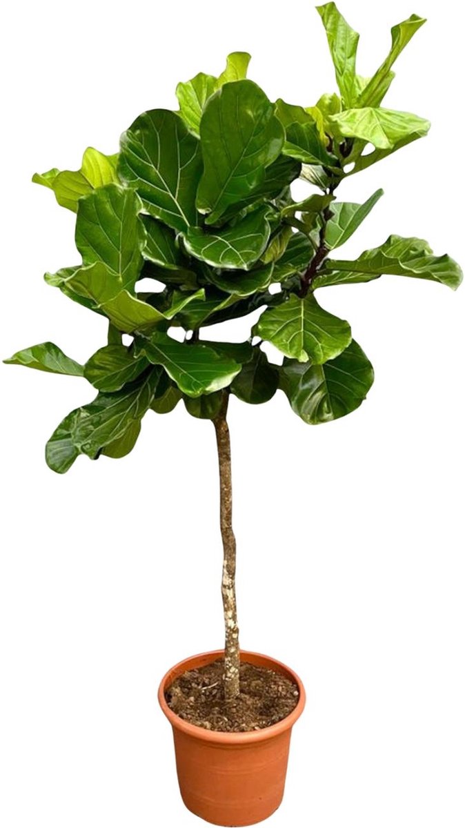 Green Harmony | Ficus Lyrata boom XXL - 210 cm - ø40