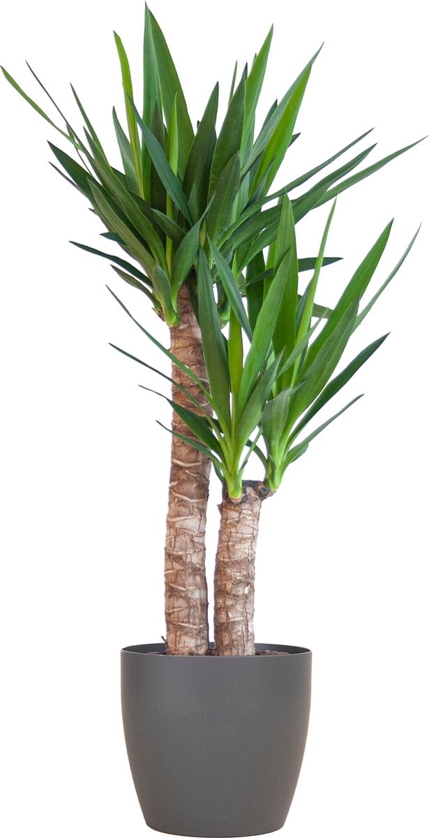 Green Harmony| Yucca Elephantipes with Viber black - 90cm - Ø21