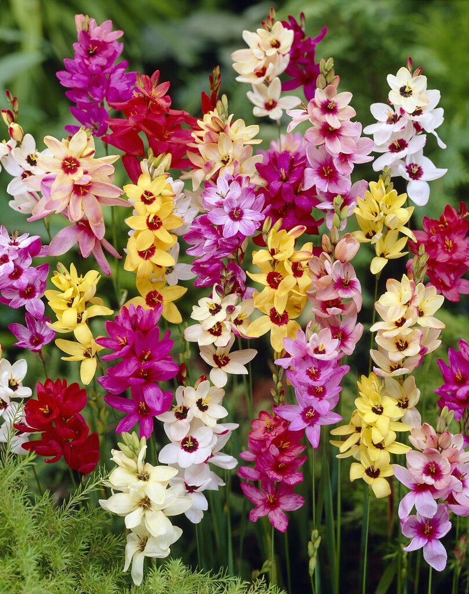 Ixia Mix | 25 stuks | Zomerbloeiers in levendige kleuren