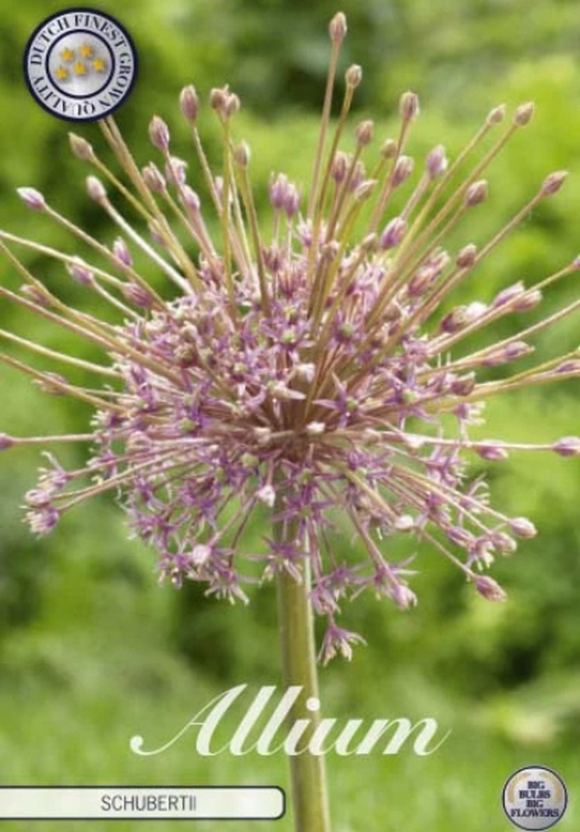 Schubertii Allium Bloembollen 3 stuks bolmaat 14/16