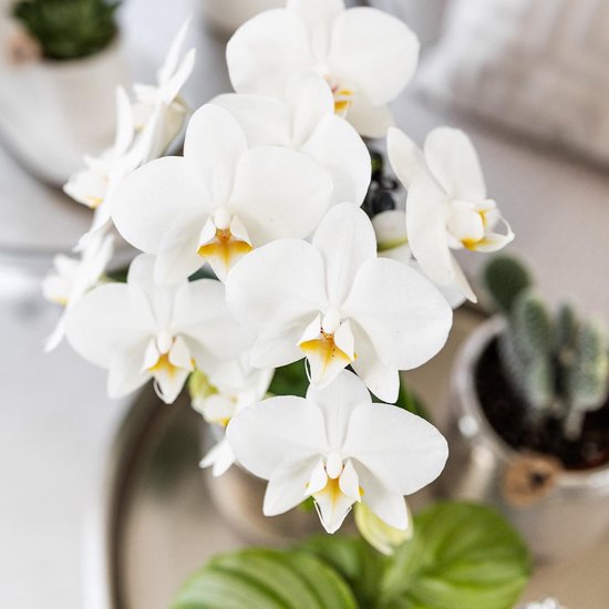 SET Van 4 Vlinder Orchideeën Andorra, Kleur Roze,, Bloeiende Kamerplant Phalaenopsis Orchideeen Potmaat O9cm