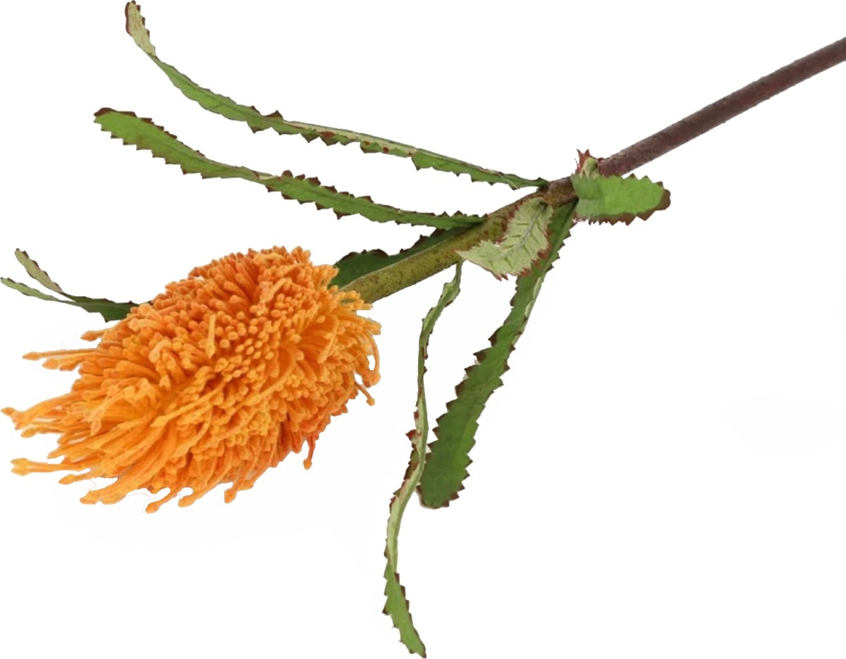 Tropische steelbloem / kunstbloem tropische bloem Banksia oranje 68 cm