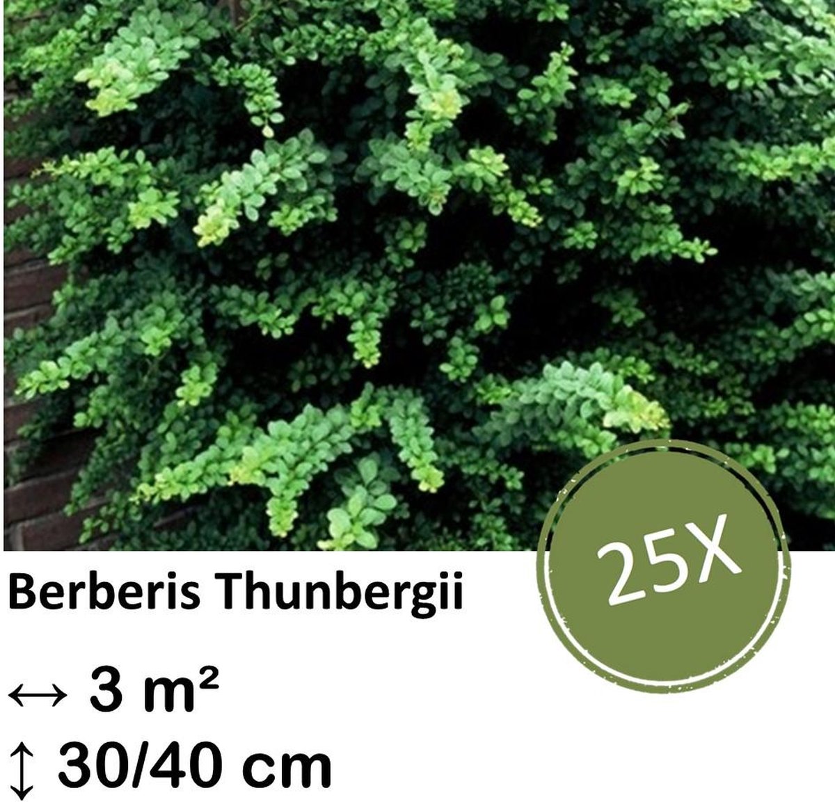 Green Harmony| Berberis thunbergii - 30-50cm - kale wortel