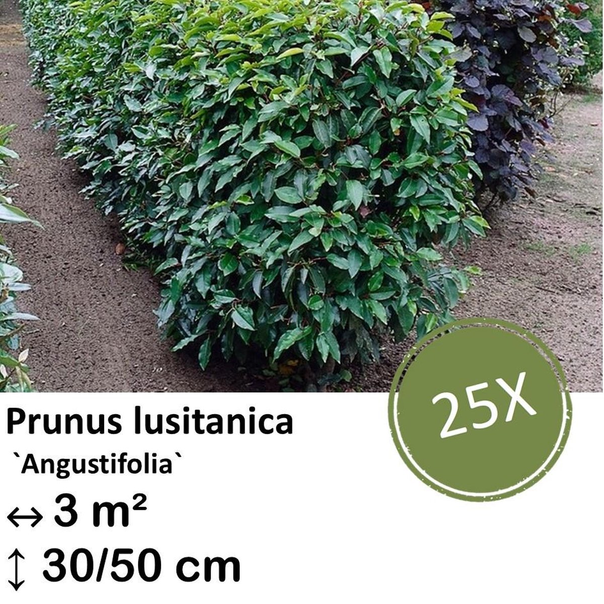 Green Harmony| Prunus lusitanica `Angustifolia`- 30-50cm - kale wortel