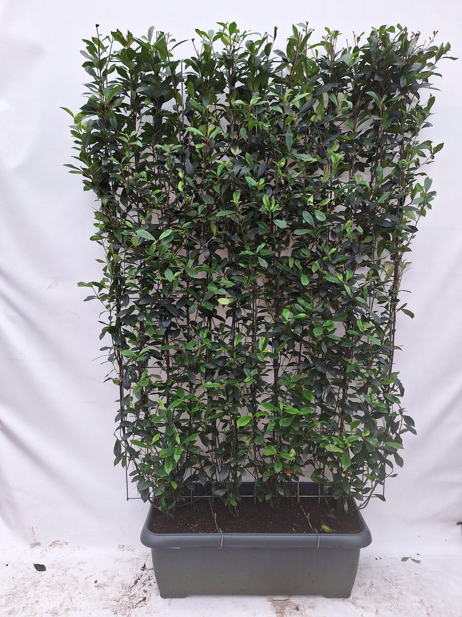 Green Harmony | Photinia fraseri 'Carré Rouge' - Kant-en-Klaar Haag - 120 x 180 cm