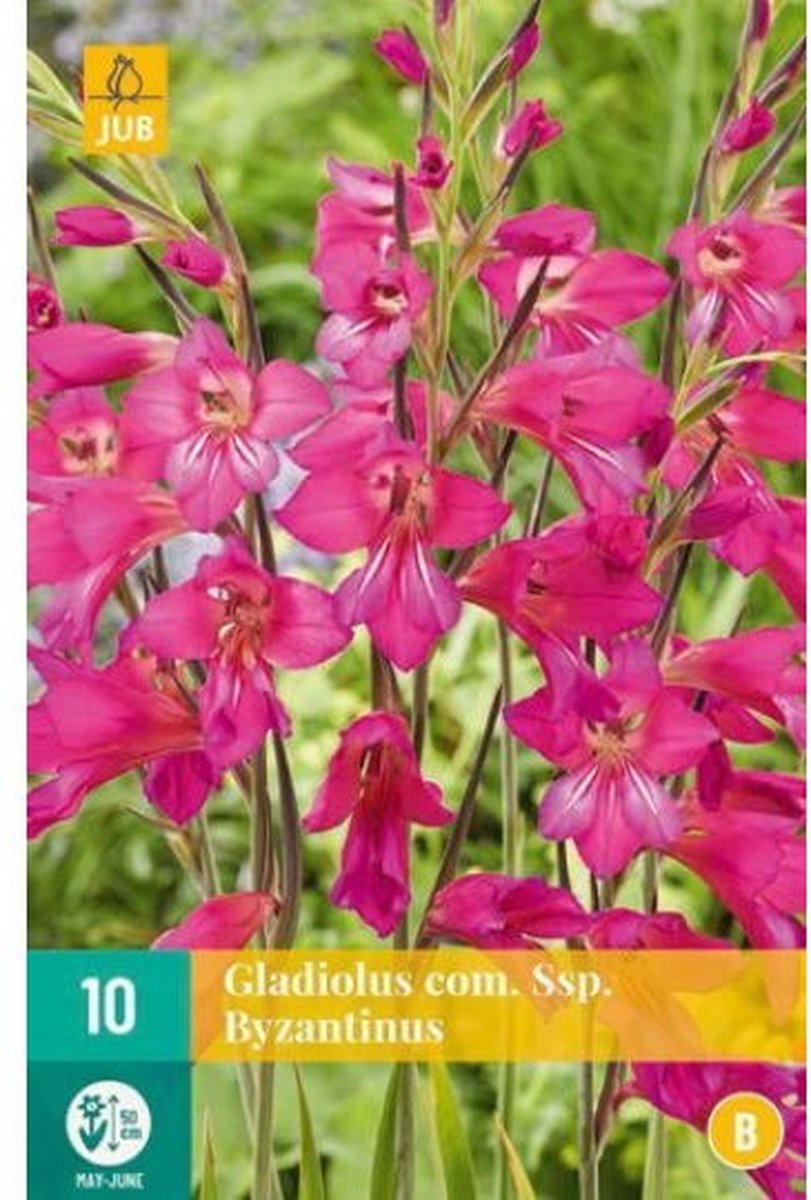 JUB - Gladiolus com ssp. Byzantinus