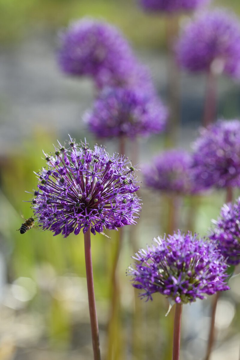 Allium Jesdianum Shing | 10 stuks | Sierui | Alliumbol