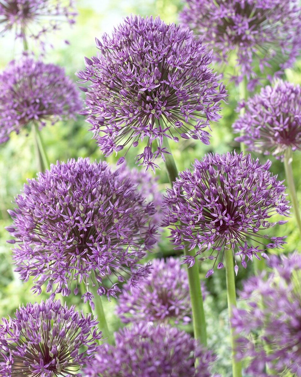 Allium Jackpot | 3 stuks | Sierui | Alliumbol