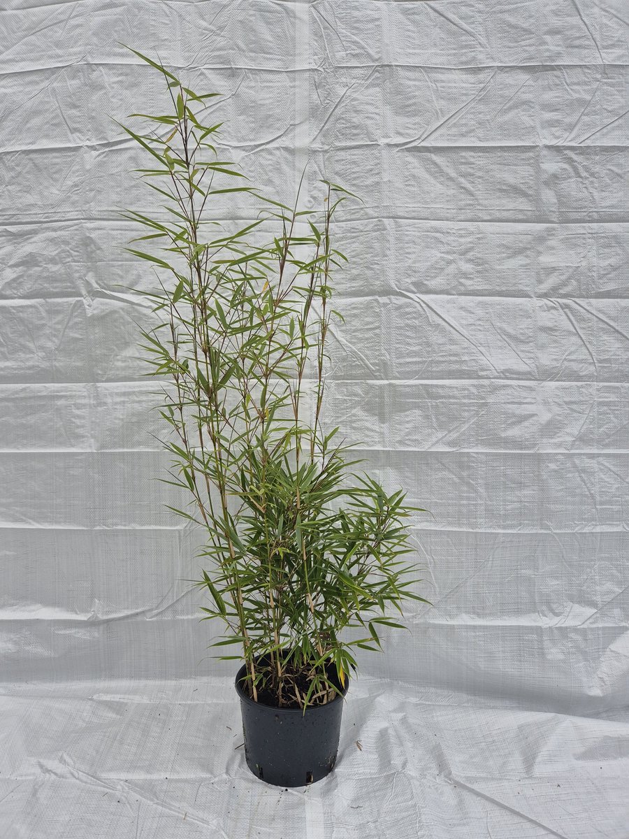 7,5 Meter Haag - 23x Fargesia Robusta Campbell Bamboe Planten 5.5L Kweekpot - 125 cm+ planthoogte | 23 stuks | Voor 7,5 meter Bamboe Haag | Privacy scherm | Beschutting | Privacy bescherming | Afscheiding | Niet-woekerend | Winterhard | Wintergroen