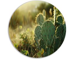 Cactus schilderij rond - Plant muurcirkel - Wanddecoratie rond Gras - Vintage schilderij - Muurcirkels - Kunstwerk muurcirkel forex 70x70 cm