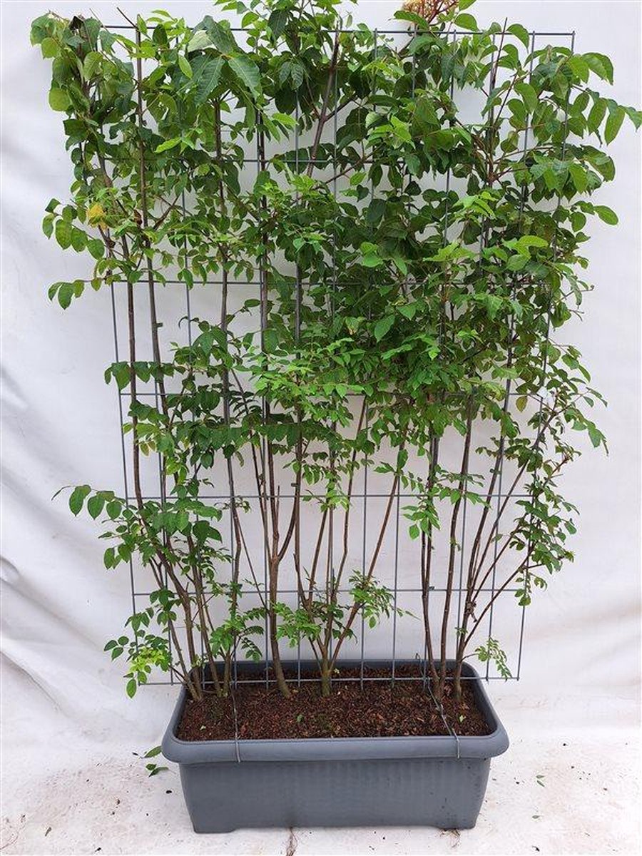Green Harmony| Tetradium daniellii - bijenboom - Kant-en-Klaar Haag - 120 x 180 cm