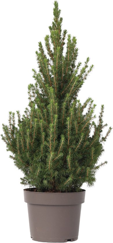 Plante en Boîte - Picea glauca conica 'Décembre' - sapin - mini sapin de Noël - ⌀21cm - Hauteur 75-85cm