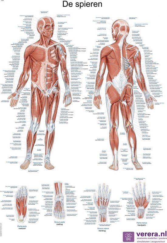 Anatomie poster spieren (Nederlands/Latijn, papier, 50x70 cm)