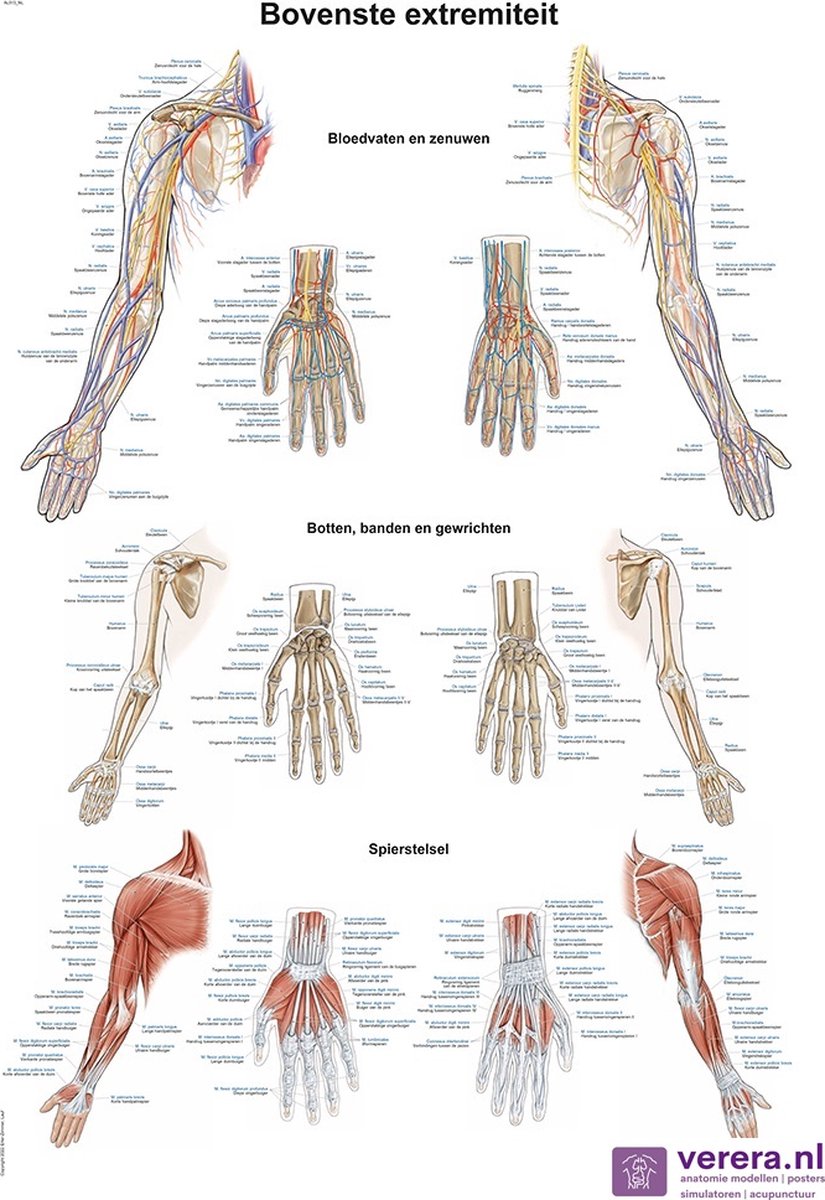 Verera.nl Anatomie poster schouder, elleboog, hand (bovenste extremiteit, Nederlands/Latijn, papier, 50x70 cm) zonder ophangsysteem