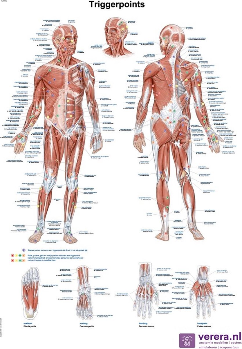 Anatomie poster triggerpoints (Nederlands/Latijn, papier, 50x70 cm) + ophangsysteem