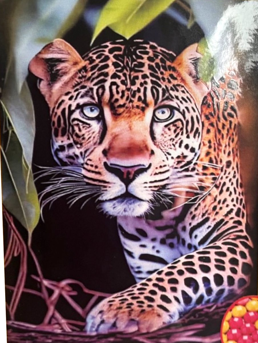 TOPMO - Luipaard portret - 40X50CM- Diamond painting pakket - HQ Diamond Painting - VOLLEDIG dekkend - Diamant Schilderen - voor Volwassenen – ROND