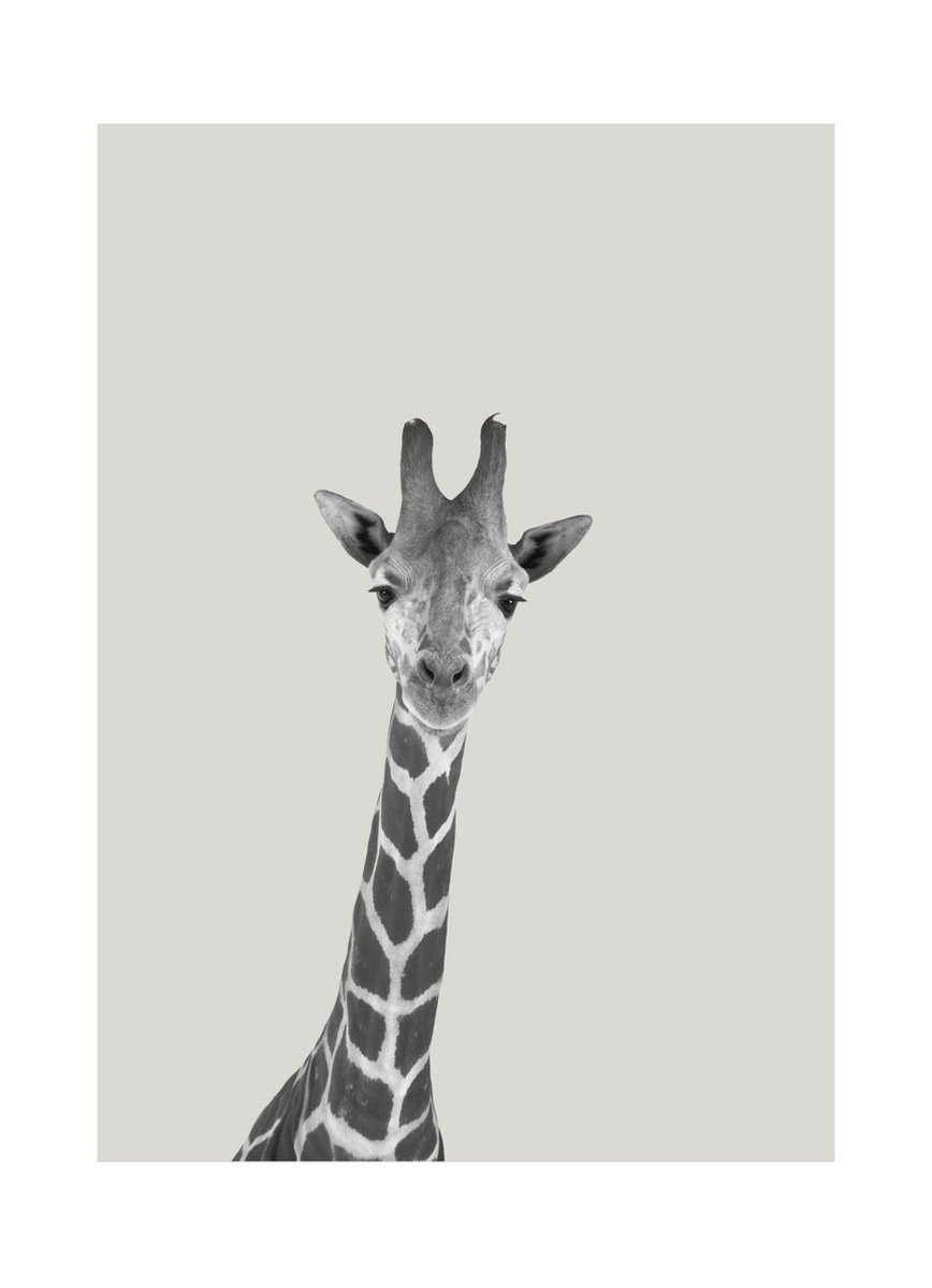 HappyBook - Notitieboek - Dieren - Giraffe - Grijs - Gelijnd - School - Studie - Werk - Boekenlegger - Elastiek - Lijntjes - Schrijven - Zakelijk - Business - Relatiegeschenk - Business - Notities - Herinneringen - Travel - Journal - Dieren - Reizen