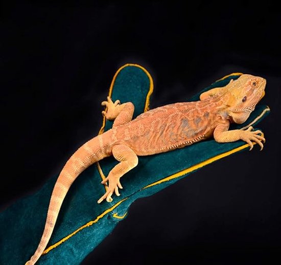 Handschoenen-anti-bijt en anti-kras-lange handschoenen-groen-koeienhuid handschoenen-hittebestendige anti-bijthandschoenen-60CM